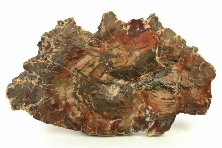 Colorful, Pink Petrified Wood (Araucaria) Slab - Arizona #274833